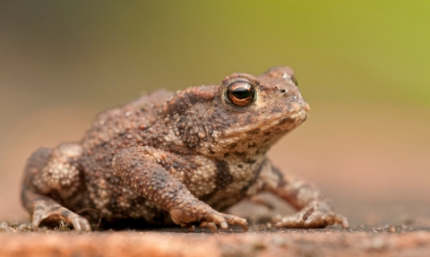 Close up of a toad on a road