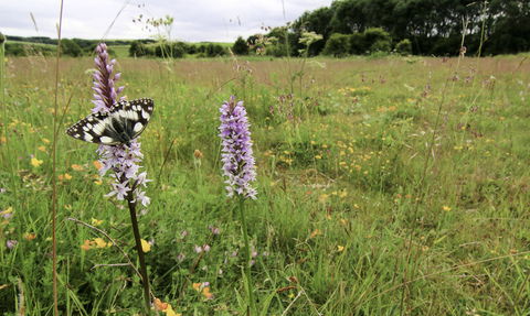 Wildflower meadow (c) Tom Marshall