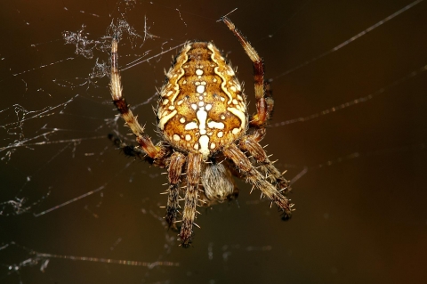 What To Know About Garden Spiders