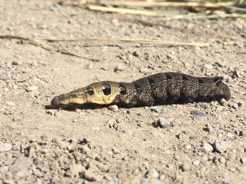 Elephant hawk-moth  The Wildlife Trusts