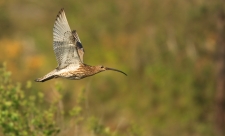 Curlew in flight