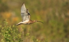 Curlew in flight