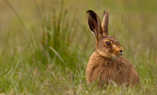 Brown Hare - Lepus Europaeus