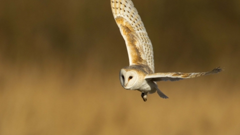 Barn Owl Herefordshire Wildlife Trust