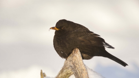 Blackbird