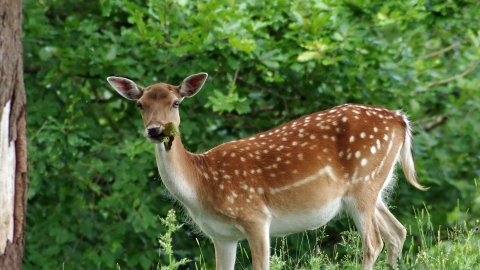 Fallow deer