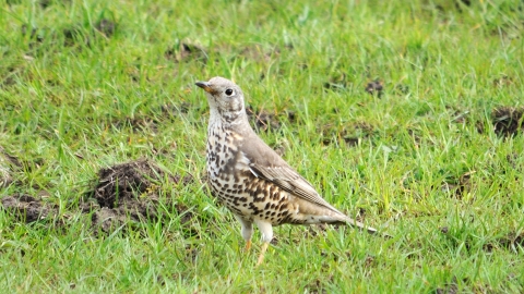 Mistle thrush