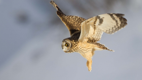 Short Eared Owl Herefordshire Wildlife Trust