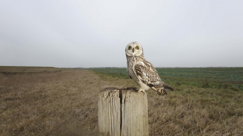 Short Eared Owl Herefordshire Wildlife Trust