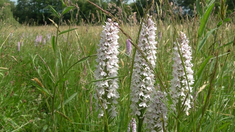 Orchids at Quebb Meadow 