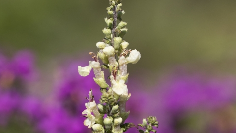 Wood Sage