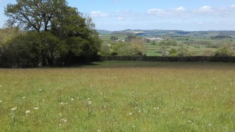 Little Marises Meadow