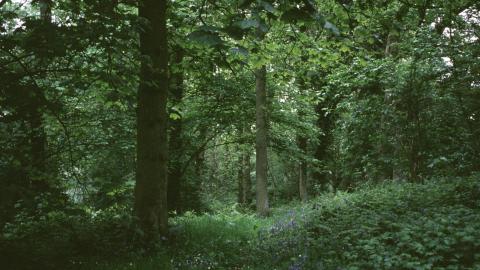 Court Wood