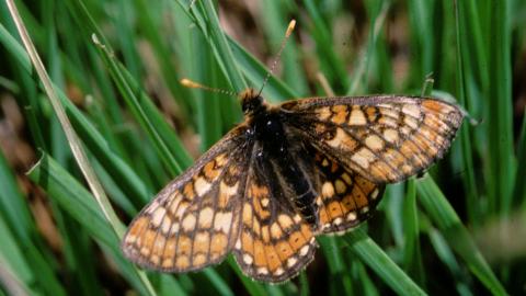 MarshFritillary