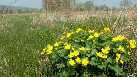 Parky Meadow