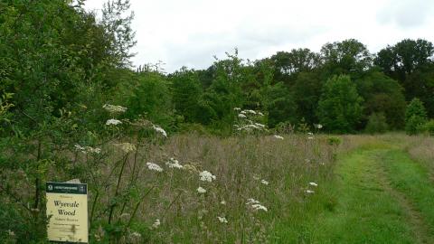 Wyevale wood