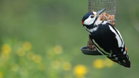 Woodpecker
