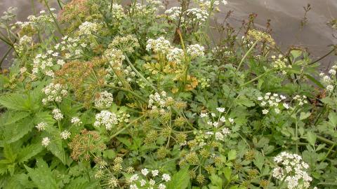 Hemlock (c) Philip Precey
