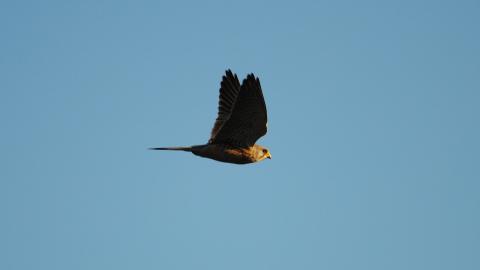 Kestrel (c) Amy Lewis