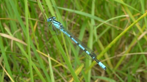 Damselfly