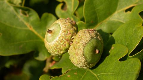 Oak