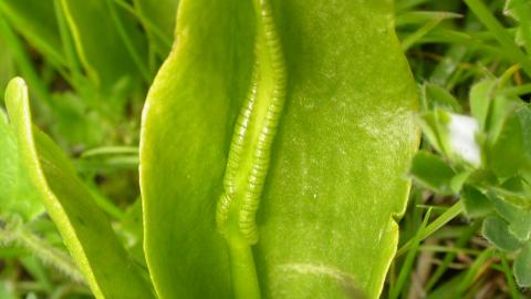 Adder tongue