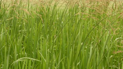 Grassland