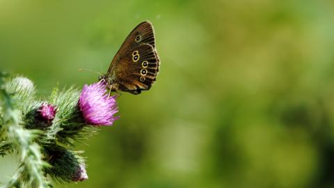 Ringlet butterfly