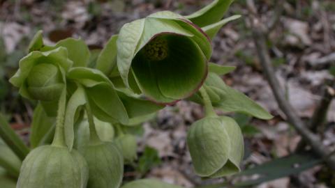 Stinking Hellebore