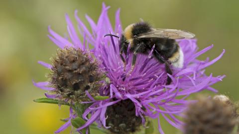 Knapweed