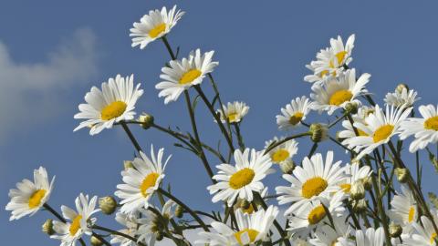 Daisies