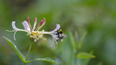 Honeysuckle
