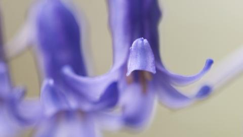 Bluebells (c) Katrina Martin / 2020VISION