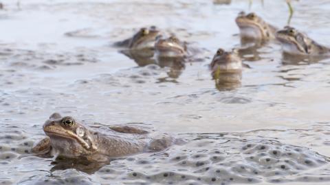 Frogs