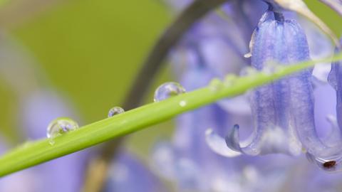 Bluebells (c) Katrina Martin / 2020VISION