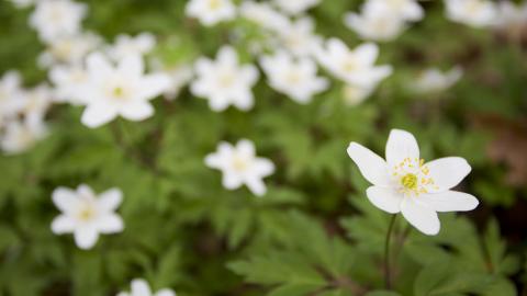 Wood Anemone (c) Mark Hamblin/2020VISION