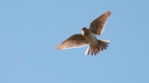 Skylark (c) Stefan Johansson