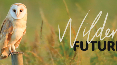Barn owl with Wilder Future logo