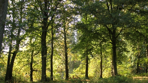 Shady woodland view