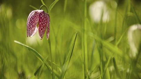 A snake's head fritillary flowering in grassland