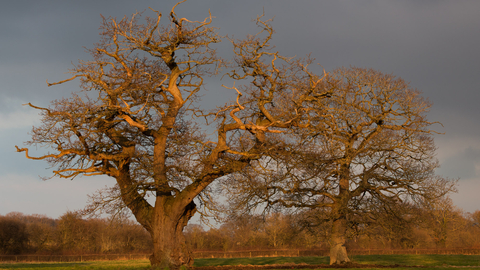 Trees in Winter at The Sturts Nature Reserve