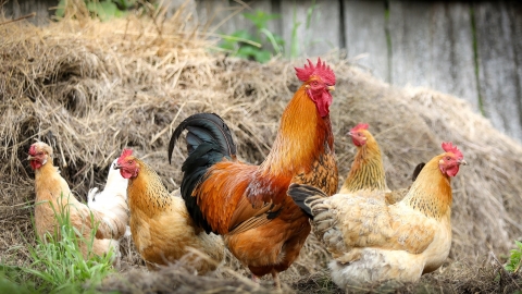 Group of chickens
