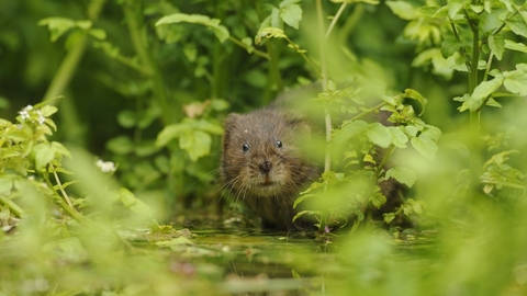 Water vole peeing through vegetation