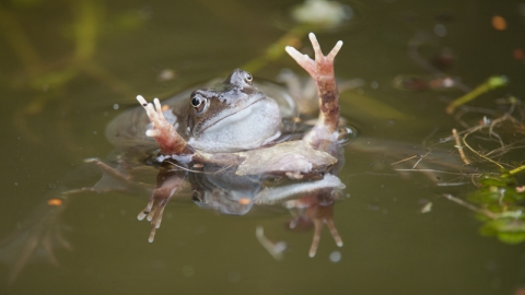 Funny Frog