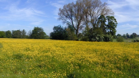Lugg Meadow Buttercups