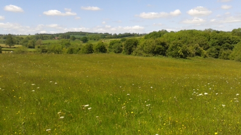 View across meadow with hedgerow in background