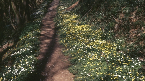 Woodland path with celandine and anenomes