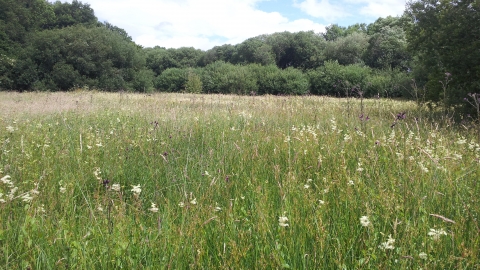 View across meadow