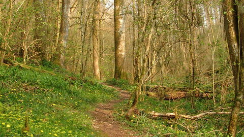 Path through spring woodland