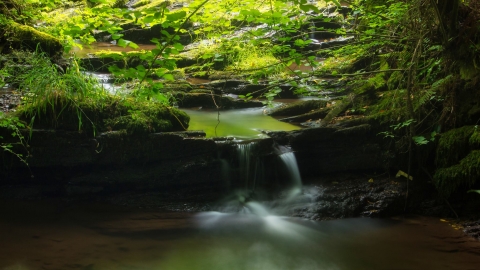 Woodland stream